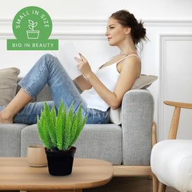 American Plant Exchange Foxtail Fern arching fronds create a tropical focal point.
