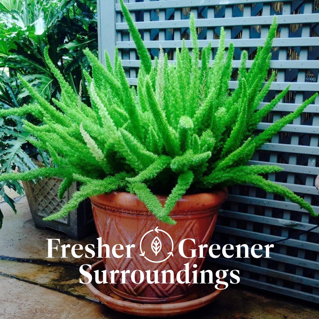 American Plant Exchange Foxtail Fern dense greenery enhances indoor spaces.