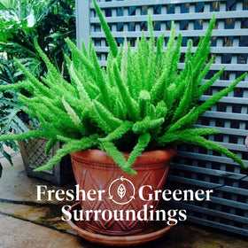 American Plant Exchange Foxtail Fern dense greenery enhances indoor spaces.