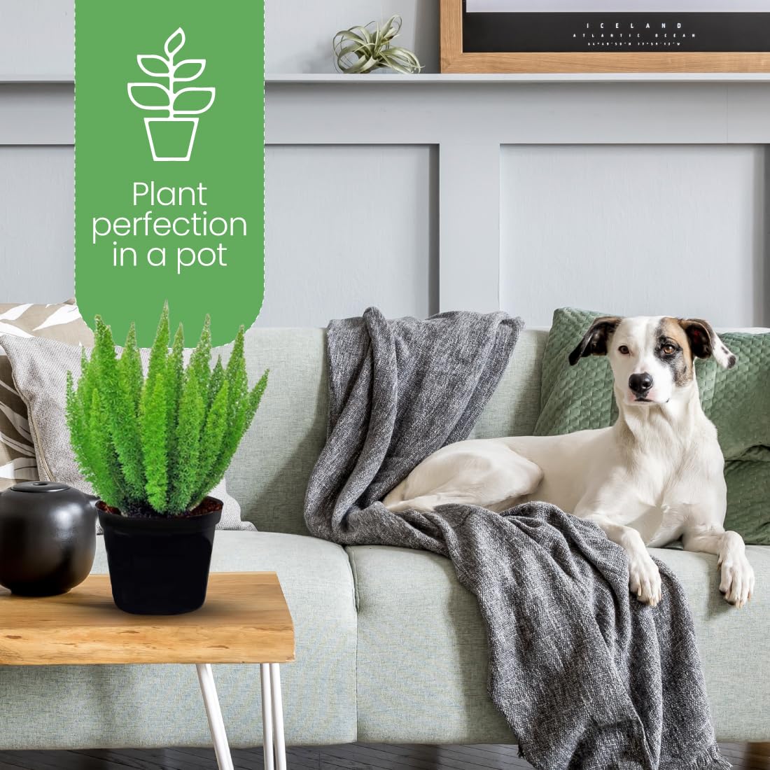 American Plant Exchange Foxtail Fern indoors elevates spaces with lush greenery.