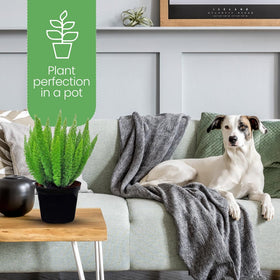 American Plant Exchange Foxtail Fern indoors elevates spaces with lush greenery.