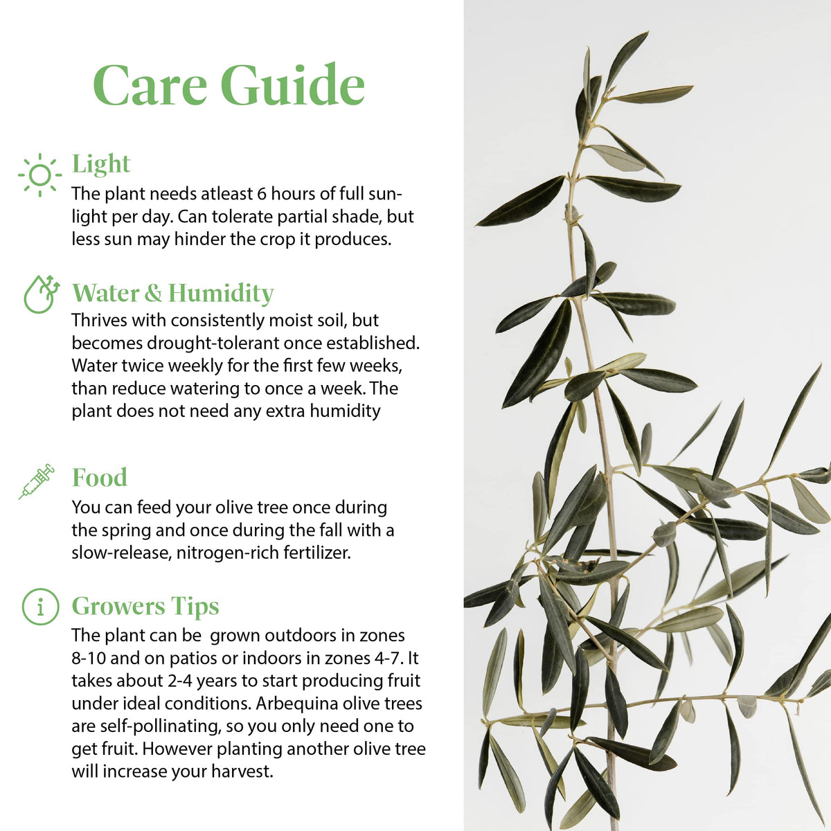 American Plant Exchange drought tolerant olive tree for sunny patios
