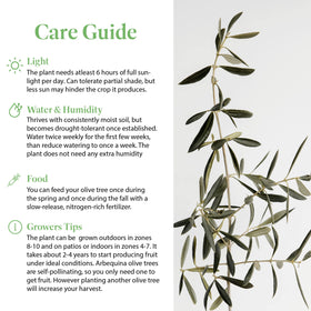 American Plant Exchange drought tolerant olive tree for sunny patios