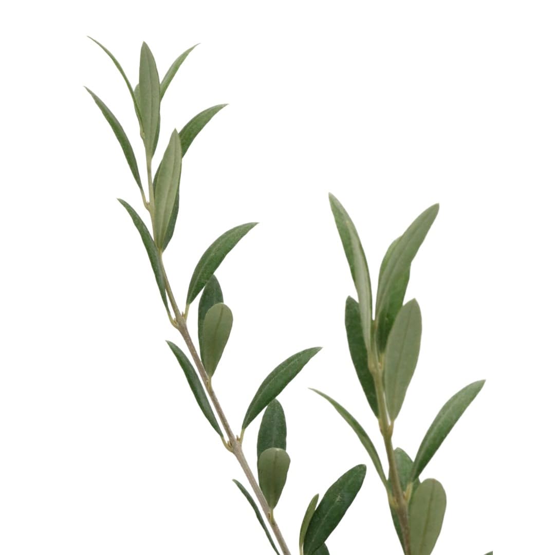 American Plant Exchange olive tree as patio centerpiece with light shade