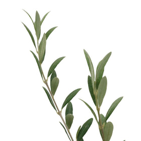 American Plant Exchange olive tree as patio centerpiece with light shade