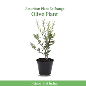 American Plant Exchange Arbequina olive tree shows silvery leaves for Mediterranean charm