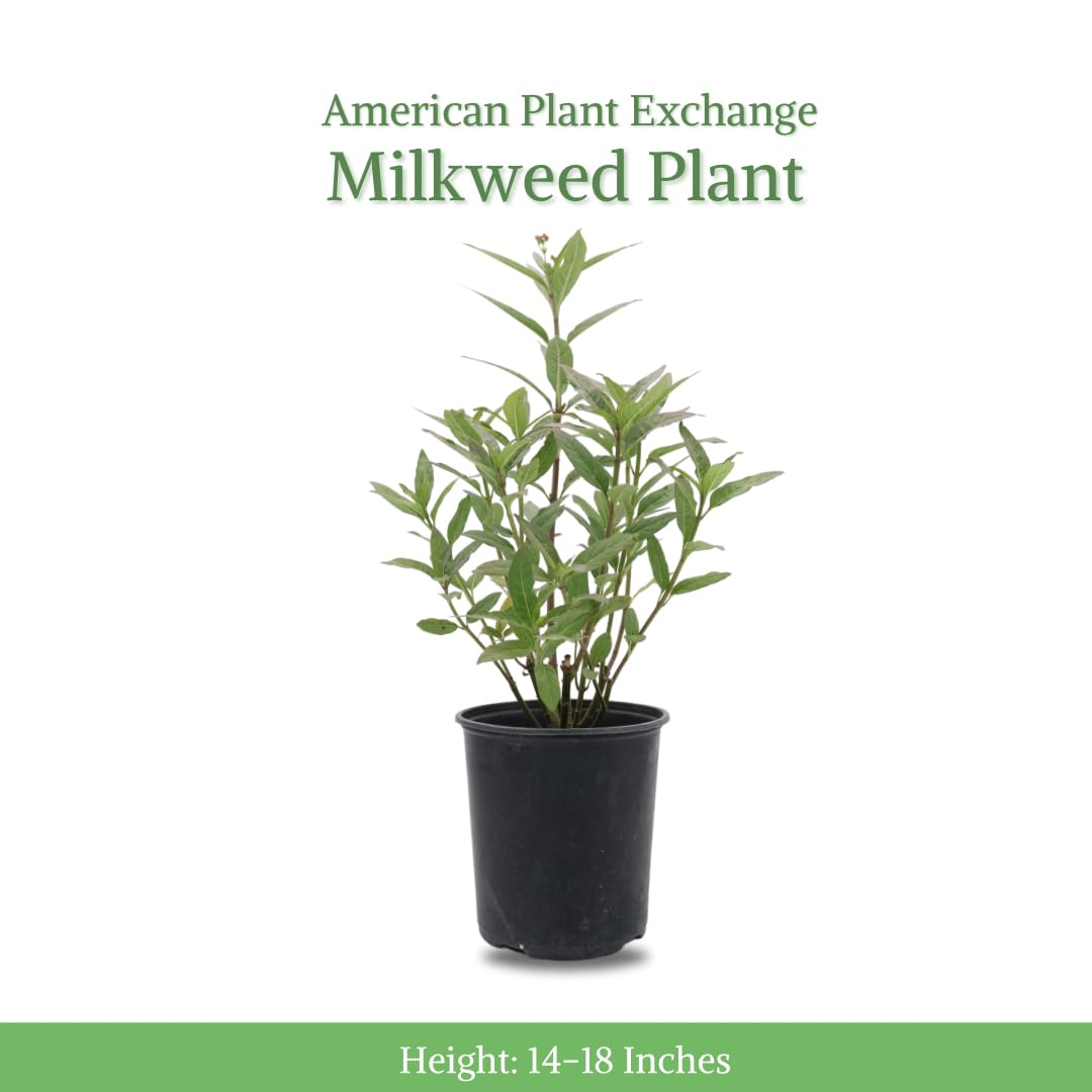 American Plant Exchange Tropical Milkweed host plant for monarch caterpillars.
