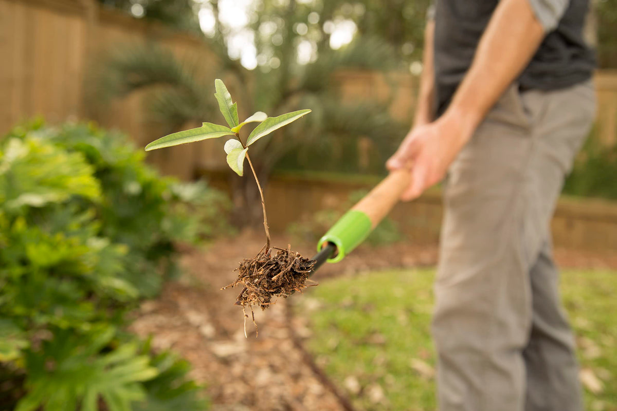 AMES dandelion weeder with hardwood handle for comfortable reach.