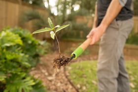 AMES dandelion weeder with hardwood handle for comfortable reach.