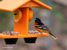 AmishToyBox Oriole Feeder on lawn as decorative bird feeder