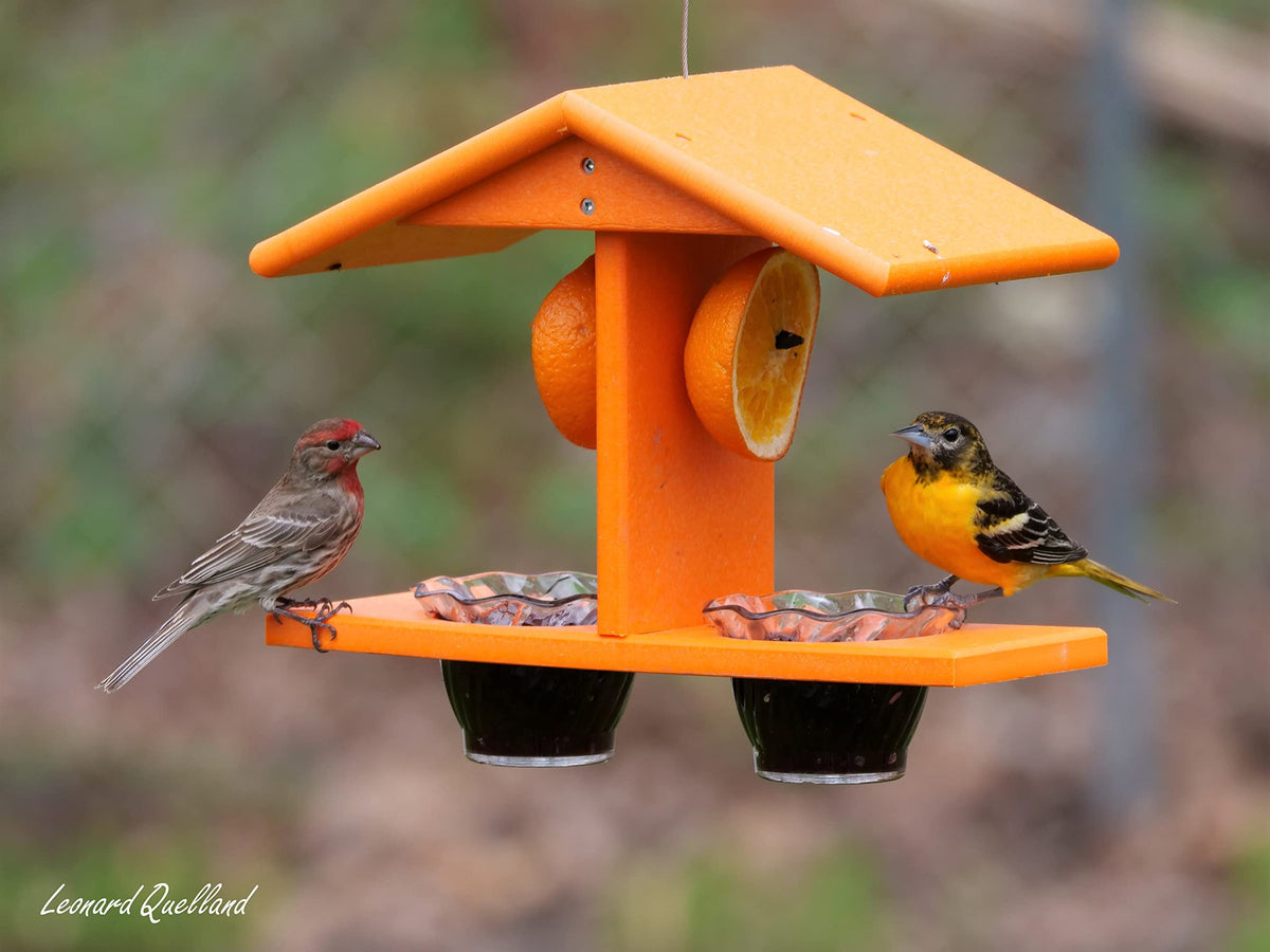 AmishToyBox Oriole Feeder poly lumber close-up highlights eco-friendly material