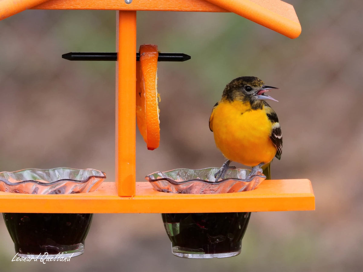 AmishToyBox Oriole Feeder stainless steel fasteners detail for longevity