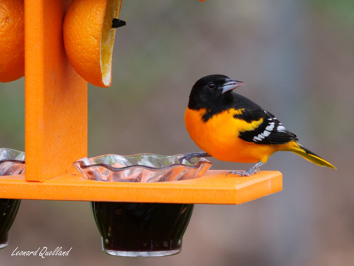AmishToyBox Oriole Feeder two cups close-up showing jelly cups