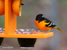 AmishToyBox Oriole Feeder two cups close-up showing jelly cups