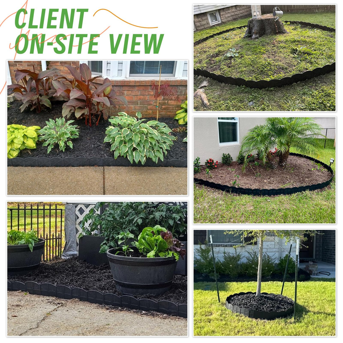 AMURS suitable for lawn borders, beds, sidewalks, and rock gardens.