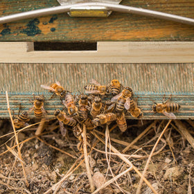 Amyhill beehive entrance reducer pest protection close-up shows barrier against pests