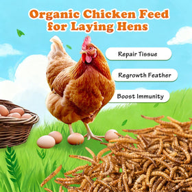 Amzey Dried Mealworms feeding example showing versatile use for chickens and ducks.