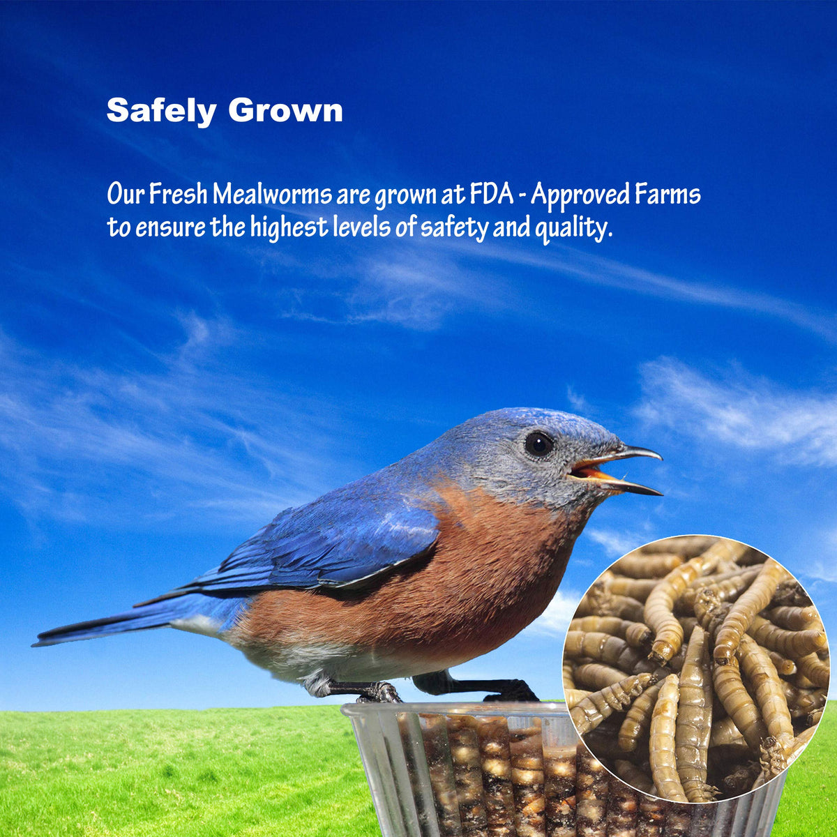 Convenient resealable bag of Amzey Fresh Mealworms for no refrigeration
