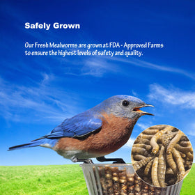 Convenient resealable bag of Amzey Fresh Mealworms for no refrigeration
