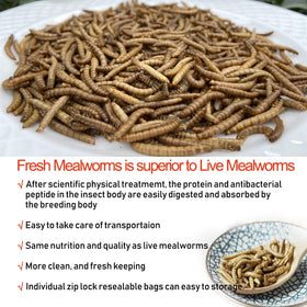 Amzey Fresh Mealworms suitable for leopard geckos, birds, and sugar gliders