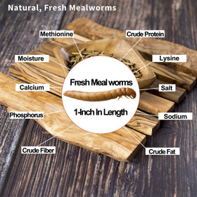 Steam cleaned Amzey Fresh Mealworms indicating cleanliness and safety