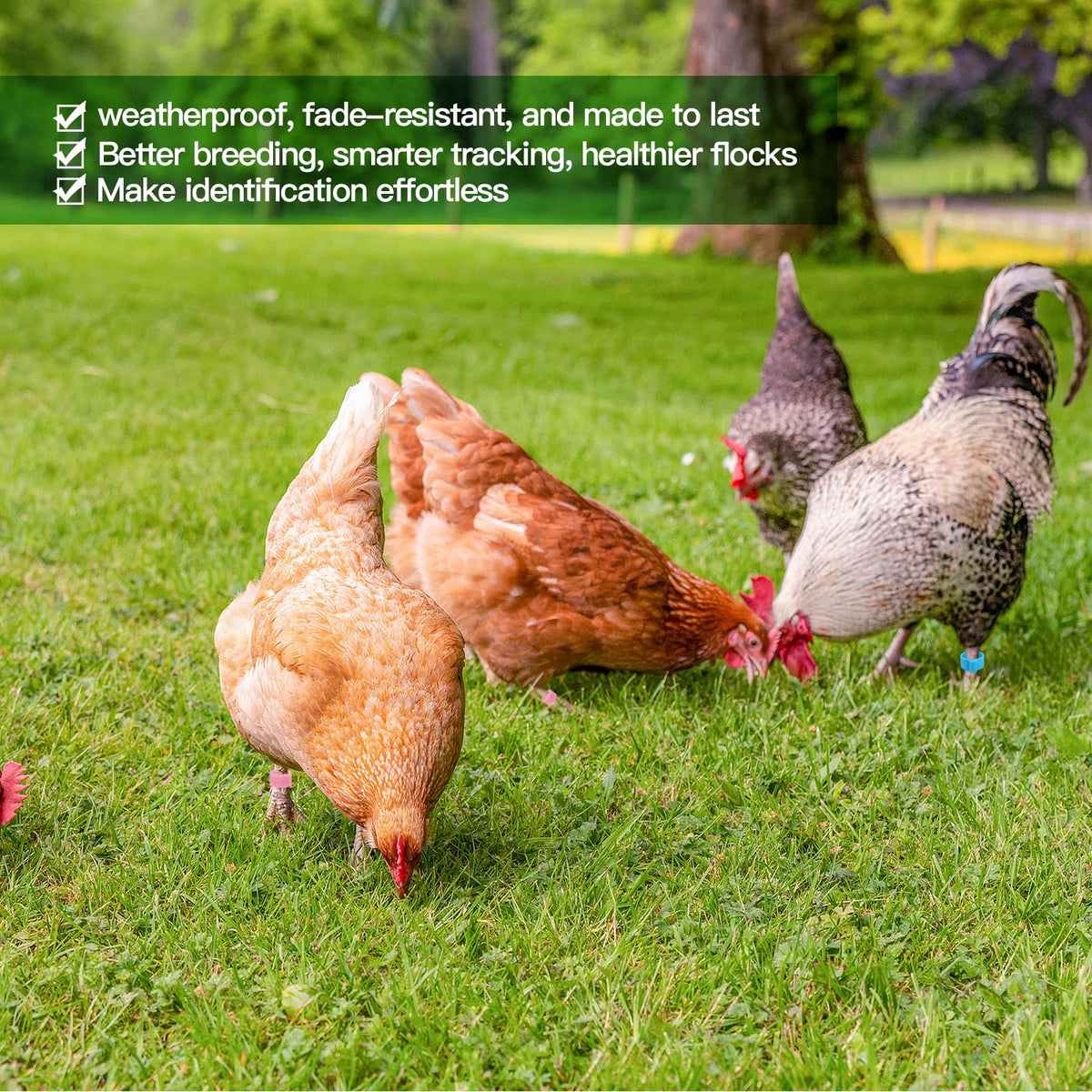 Amzlysdok color-coded birds enhance breed tracking and health monitoring at a glance.