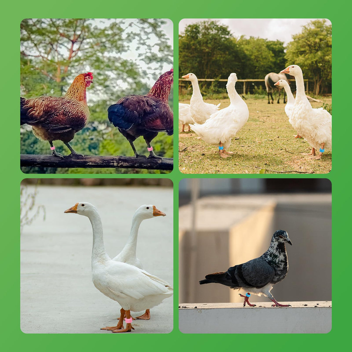 Amzlysdok quick identification supports seasonal management and flock organization.