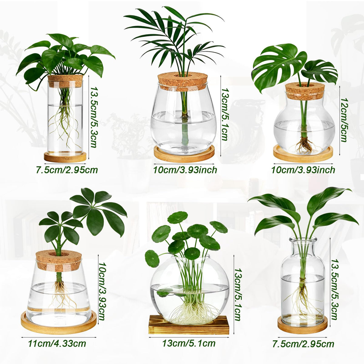 Anboliwb propagation vase supports pothos and monstera with easy water propagation.