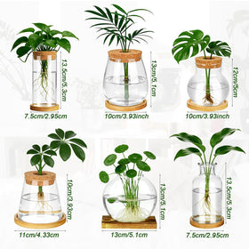 Anboliwb propagation vase supports pothos and monstera with easy water propagation.