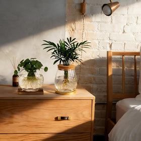 Anboliwb glass jar on bamboo base offers tidy hydroponic propagation on a desk.