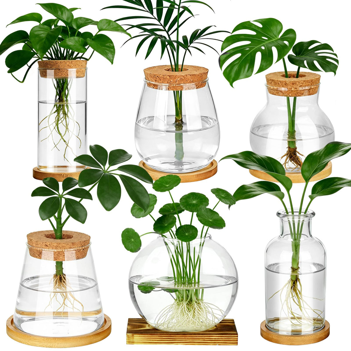 Anboliwb propagation station glass jar with wooden lid facilitates easy root monitoring.