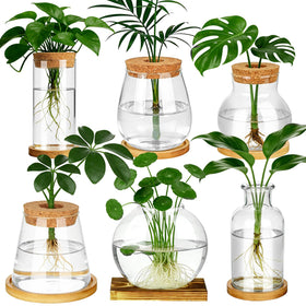 Anboliwb propagation station glass jar with wooden lid facilitates easy root monitoring.