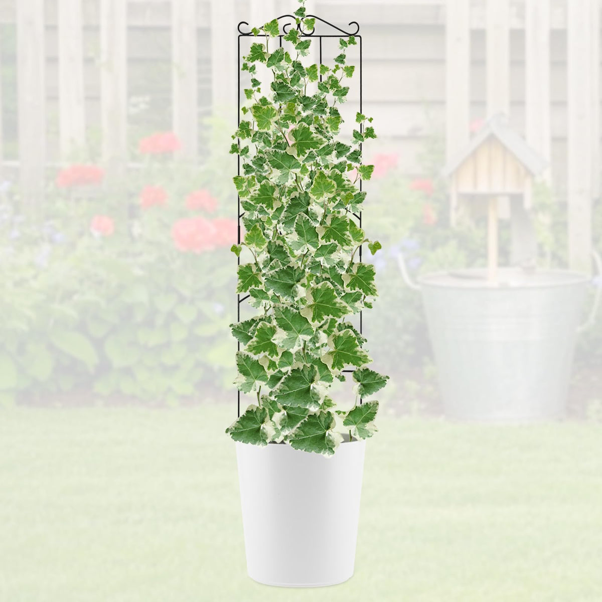 ANCOUUIN 4 Pack 32'' rectangular black trellis blends with garden decor.