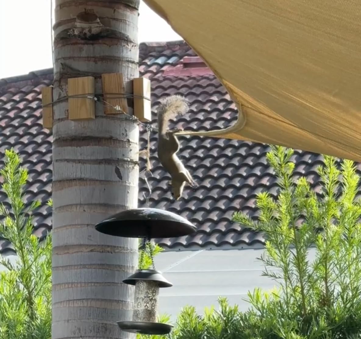 Andergi baffle protector keeps feeders clean and birds fed in any weather.