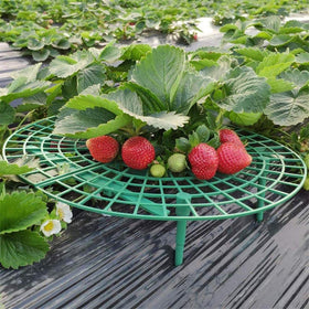 ANDES strawberry supports keep fruit off soil to promote cleaner berries.