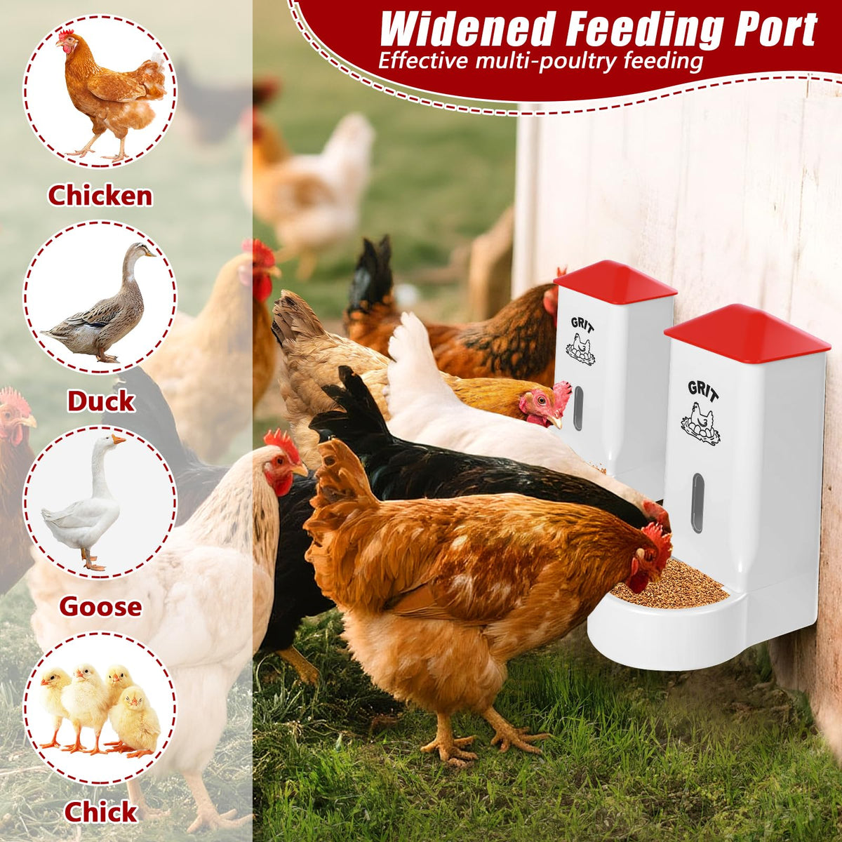 ANGAR 5lb capacity feeder supporting six chickens for two weeks