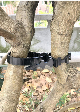 ANGIEHAIE wrap-and-lock application demonstrated on a sapling.