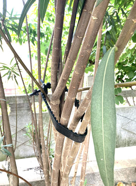 ANGIEHAIE training system supports vines for steadier growth.