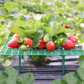 ANGTUO square strawberry stand with trays showing dual grid sections for berry support