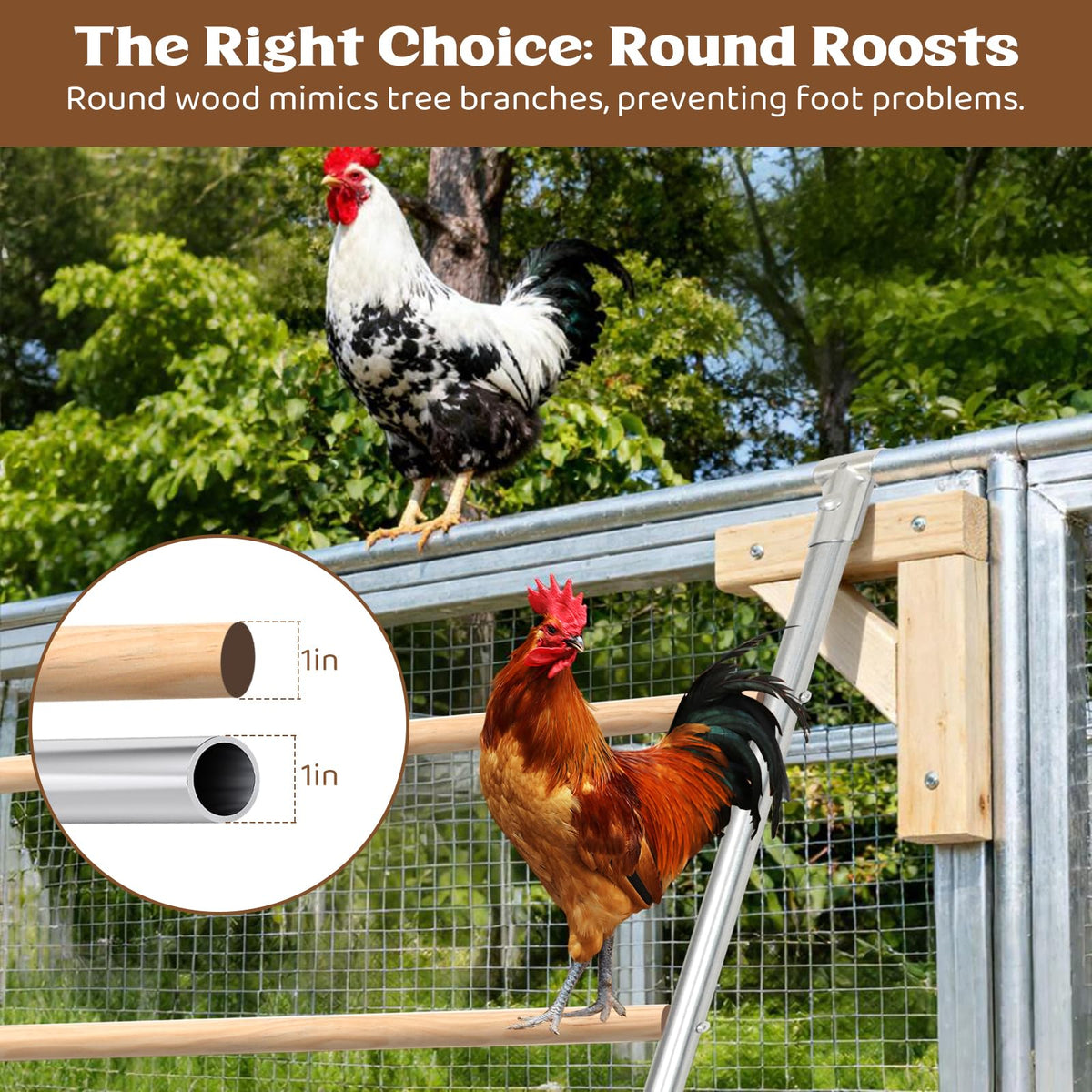 ANNDING chickens perched on the roosting ladder demonstrate activity and enrichment.