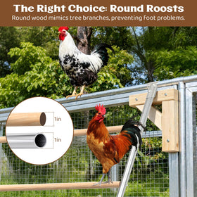 ANNDING chickens perched on the roosting ladder demonstrate activity and enrichment.