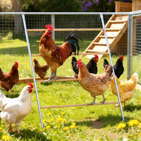 ANNDING large chicken roosting bars with a 55-inch perch for multiple hens, encouraging orderly roosting.
