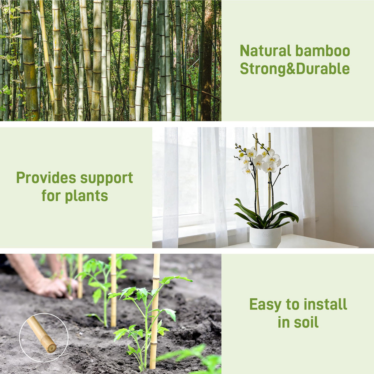Anothera bamboo stake tomato support helps upright vines and orderly growth.