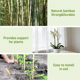 Anothera bamboo stake tomato support helps upright vines and orderly growth.