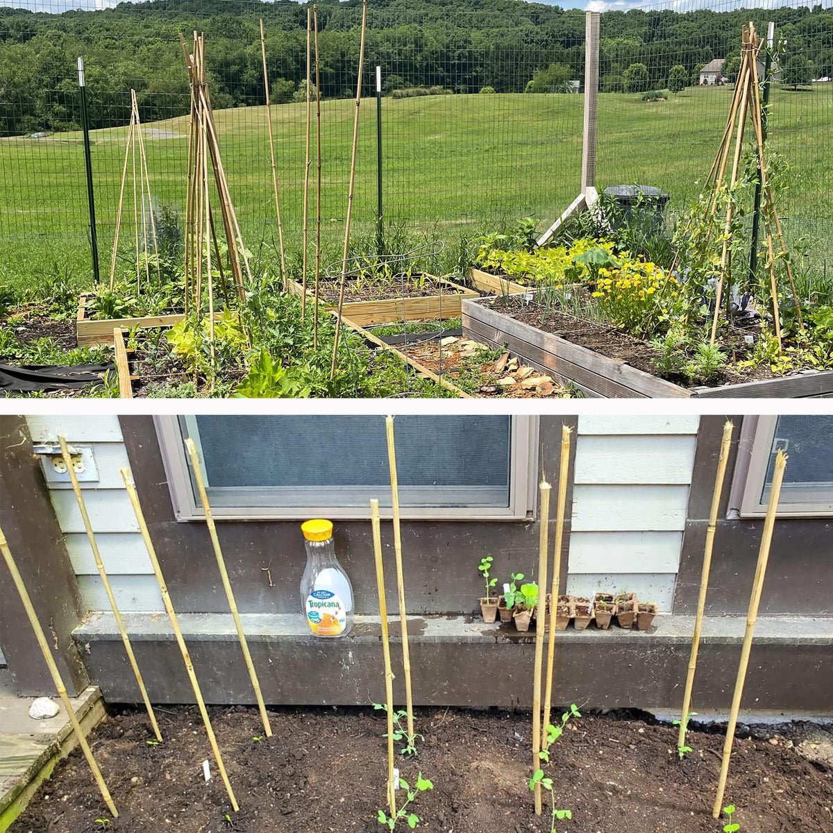 Anothera reusable bamboo stake pack ready for yearly garden seasons.