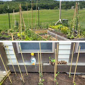 Anothera reusable bamboo stake pack ready for yearly garden seasons.