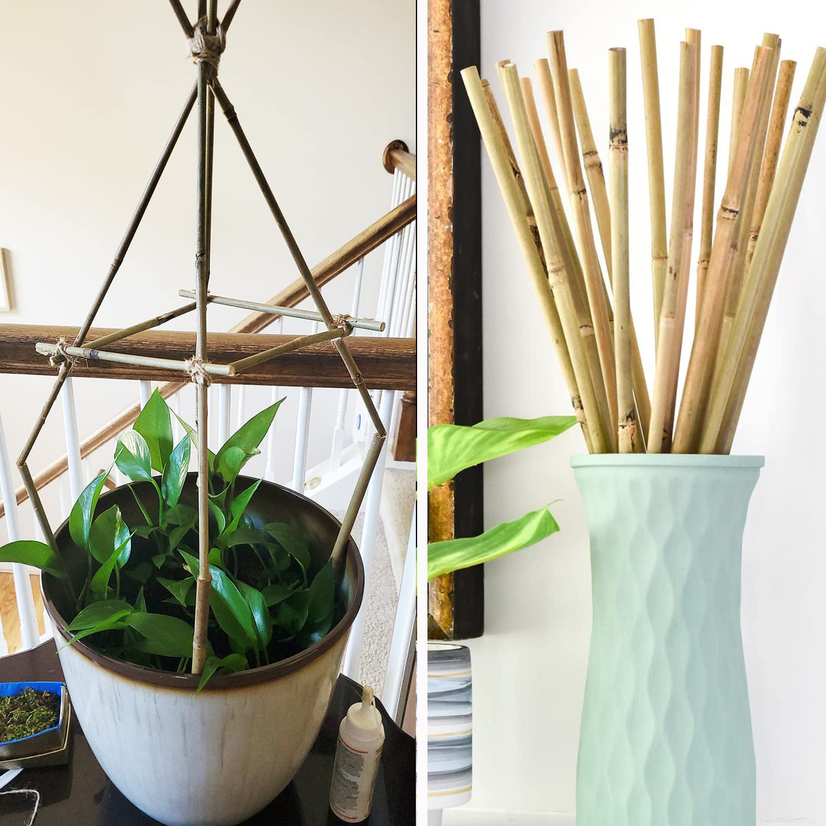 Anothera outdoor garden stake supporting sunflowers for even growth.