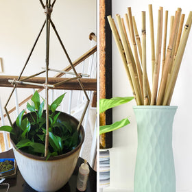 Anothera outdoor garden stake supporting sunflowers for even growth.