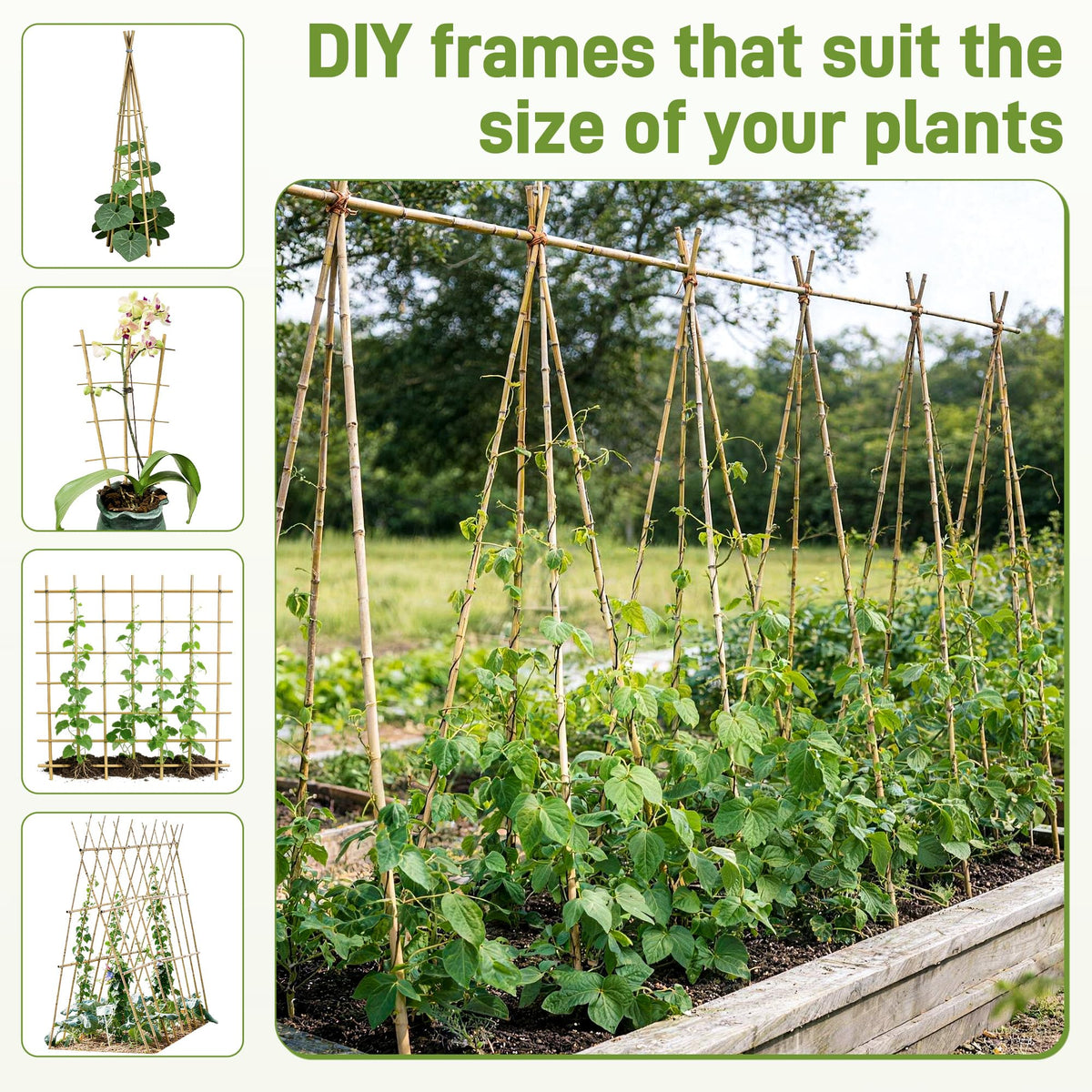 Anothera bamboo stake for beans keeps climbing plants neatly guided.