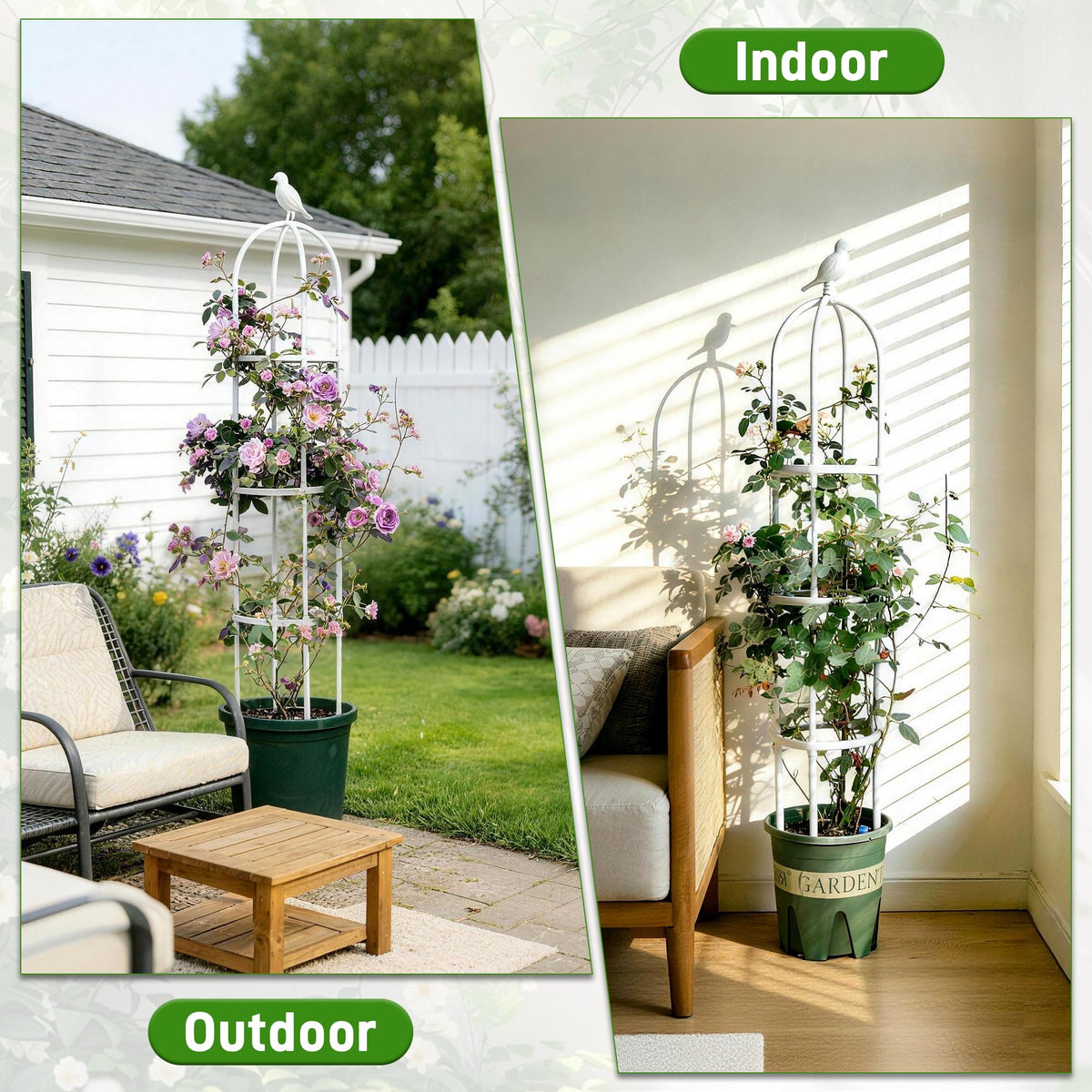 Anothera climbing plants support for clematis and roses encourages vertical growth